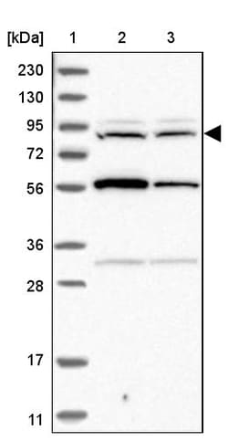 Invitrogen RNF19A Polyclonal Antibody 100 &mu;L; Unconjugated:Antibodies,