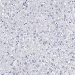 Invitrogen NCDN Polyclonal Antibody 100 &mu;L; Unconjugated:Antibodies,