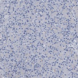 Invitrogen NCDN Polyclonal Antibody 100 &mu;L; Unconjugated:Antibodies,