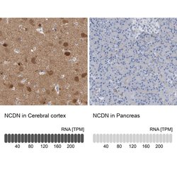 Invitrogen NCDN Polyclonal Antibody 100 &mu;L; Unconjugated:Antibodies,