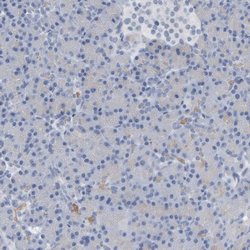 Invitrogen NCDN Polyclonal Antibody 100 &mu;L; Unconjugated:Antibodies,