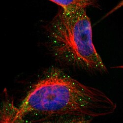 Invitrogen COL14A1 Polyclonal Antibody 100 &mu;L; Unconjugated:Anticorps,