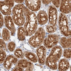 Invitrogen METRNL Polyclonal Antibody 100 &mu;L; Unconjugated:Antibodies,