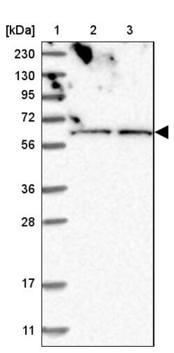 Invitrogen ZNF48 Polyclonal Antibody 100 &mu;L; Unconjugated:Antibodies,