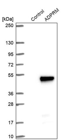 Invitrogen ADPRM Polyclonal Antibody 100 &mu;L; Unconjugated:Antibodies,