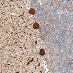 Invitrogen AFMID Polyclonal Antibody 100 &mu;L; Unconjugated:Antibodies,