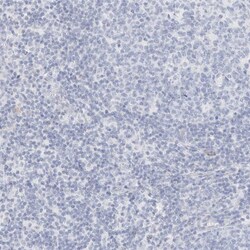 Invitrogen AFMID Polyclonal Antibody 100 &mu;L; Unconjugated:Antibodies,