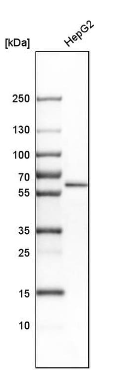 Invitrogen CDR2 Polyclonal Antibody 100 &mu;L; Unconjugated:Antibodies,