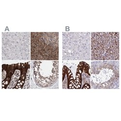 Invitrogen EPLIN Polyclonal Antibody 100 &mu;L; Unconjugated:Antibodies,