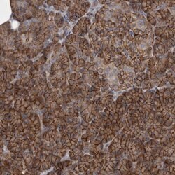 Invitrogen EPLIN Polyclonal Antibody 100 &mu;L; Unconjugated:Antibodies,