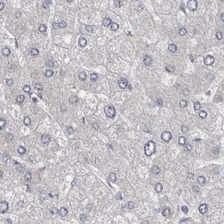 Invitrogen EPLIN Polyclonal Antibody 100 &mu;L; Unconjugated:Antibodies,
