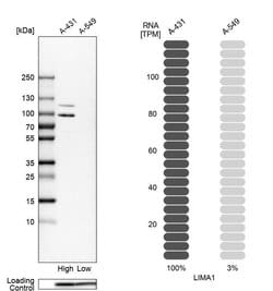 Invitrogen EPLIN Polyclonal Antibody 100 &mu;L; Unconjugated:Antibodies,