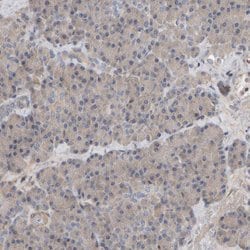 Invitrogen C9orf72 Polyclonal Antibody 100 &mu;L; Unconjugated:Antibodies,