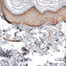 Invitrogen FAT1 Polyclonal Antibody 100 &mu;L; Unconjugated:Antibodies,