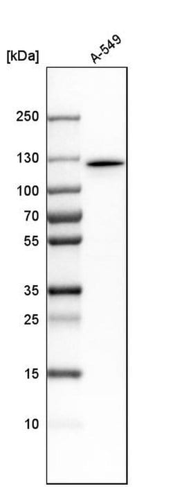 Invitrogen MYO1E Polyclonal Antibody 100 &mu;L; Unconjugated:Antibodies,