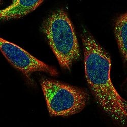 Invitrogen CMTM4 Polyclonal Antibody 100 &mu;L; Unconjugated:Antibodies,