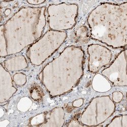 Invitrogen CMTM4 Polyclonal Antibody 100 &mu;L; Unconjugated:Antibodies,