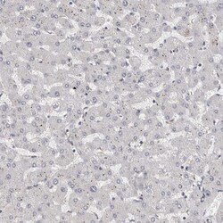 Invitrogen ZNF703 Polyclonal Antibody 100 &mu;L | Buy Online | Invitrogen&trade; | Fisher Scientific