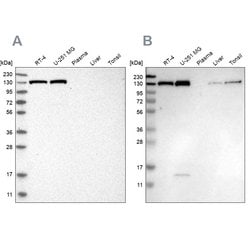 Invitrogen XPO5 Polyclonal Antibody 100 &mu;L; Unconjugated:Anticuerpos