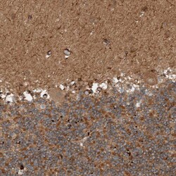 Invitrogen GIGYF1 Polyclonal Antibody 100 &mu;L; Unconjugated:Antibodies,