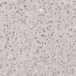 Invitrogen WIPF2 Polyclonal Antibody 100 &mu;L; Unconjugated:Antikörper