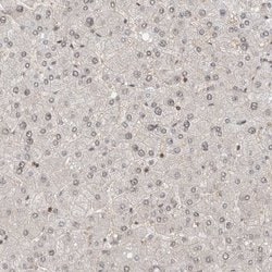 Invitrogen WIPF2 Polyclonal Antibody 100 &mu;L; Unconjugated:Antikörper