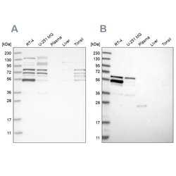 Invitrogen WIPF2 Polyclonal Antibody 100 &mu;L; Unconjugated:Antikörper