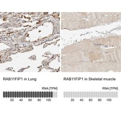 Invitrogen RAB11FIP1 Polyclonal Antibody 100 &mu;L; Unconjugated:Antibodies,