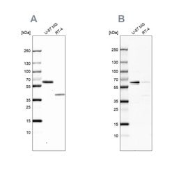 Invitrogen NIPA Polyclonal Antibody 100 &mu;L; Unconjugated:Antibodies,