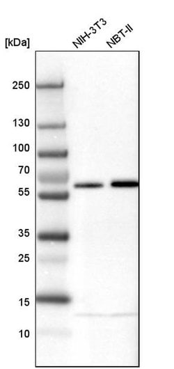 Invitrogen NIPA Polyclonal Antibody 100 &mu;L; Unconjugated:Antibodies,