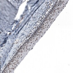 Invitrogen CAAP1 Polyclonal Antibody 100 &mu;L; Unconjugated:Antibodies,