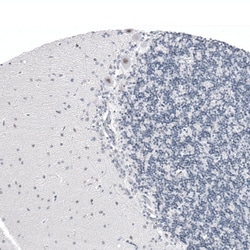 Invitrogen CAAP1 Polyclonal Antibody 100 &mu;L; Unconjugated:Antibodies,