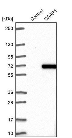 Invitrogen CAAP1 Polyclonal Antibody 100 &mu;L; Unconjugated:Antibodies,