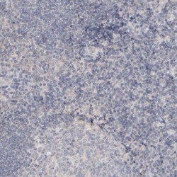 Invitrogen MSP Polyclonal Antibody 100 &mu;L; Unconjugated:Antibodies,