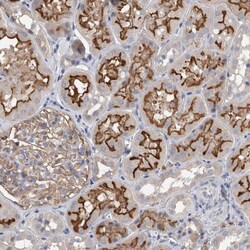 Invitrogen DCTN6 Polyclonal Antibody 100 &mu;L; Unconjugated:Antibodies,
