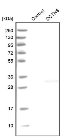 Invitrogen DCTN6 Polyclonal Antibody 100 &mu;L; Unconjugated:Antibodies,