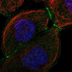 Invitrogen LMCD1 Polyclonal Antibody 100 &mu;L; Unconjugated:Antibodies,