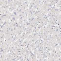 Invitrogen LMCD1 Polyclonal Antibody 100 &mu;L; Unconjugated:Antibodies,