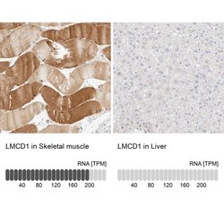Invitrogen LMCD1 Polyclonal Antibody 100 &mu;L; Unconjugated:Antibodies,