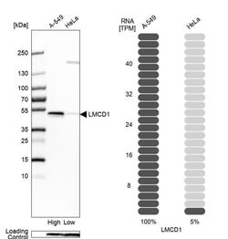 Invitrogen LMCD1 Polyclonal Antibody 100 &mu;L; Unconjugated:Antibodies,