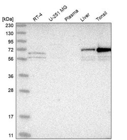 Invitrogen PXK Polyclonal Antibody 100 &mu;L; Unconjugated:Antibodies,
