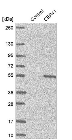 Invitrogen CEP41 Polyclonal Antibody 100 &mu;L; Unconjugated:Antibodies,