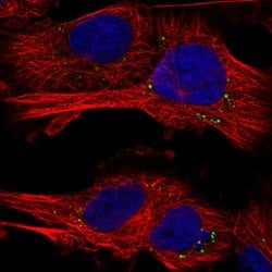 FAM132A Polyclonal Antibody, Invitrogen 100 &mu;L; Unconjugated:Antibodies,