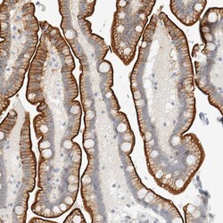Invitrogen FAM132A Polyclonal Antibody 100 &mu;L; Unconjugated:Antibodies,