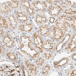 Invitrogen FAM132A Polyclonal Antibody 100 &mu;L; Unconjugated:Antibodies,