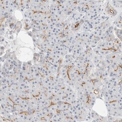 Invitrogen FAM132A Polyclonal Antibody 100 &mu;L; Unconjugated:Antibodies,