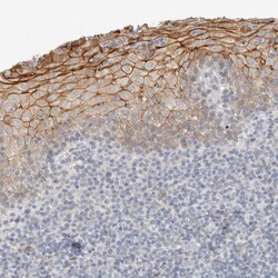 Invitrogen FAM132A Polyclonal Antibody 100 &mu;L; Unconjugated:Antibodies,