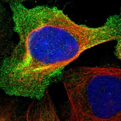 Invitrogen IFRD1 Polyclonal Antibody 100 &mu;L; Unconjugated:Antibodies,
