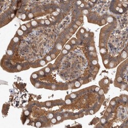 Invitrogen IFRD1 Polyclonal Antibody 100 &mu;L; Unconjugated:Antibodies,