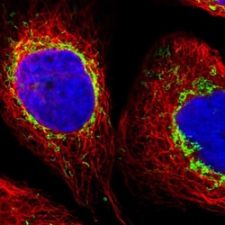 Invitrogen ZNF862 Polyclonal Antibody 100 &mu;L; Unconjugated:Antibodies,